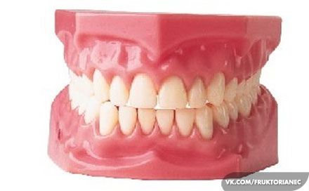 зубы человека